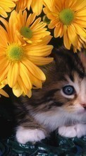 Baixar a imagem para celular Animais,Gatos,Flores grátis.