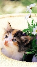 Baixar a imagem para celular Animais,Gatos,Flores grátis.