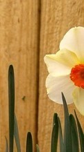 Baixar a imagem para celular Plantas,Flores,Narciso grátis.
