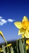 Baixar a imagem para celular Plantas,Flores,Narciso grátis.
