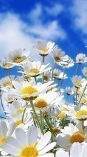 Plantas,Paisagem,Flores,Céu,Nuvens,Camomila para Sony Xperia C4