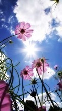 Baixar a imagem para celular Plantas,Flores,Céu,Sol grátis.