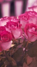 Baixar a imagem 540x960 para celular Plantas,Flores,Rosas,Cartões postais,8 de março, Dia Internacional da Mulher grátis.