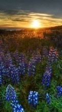 Flores,Paisagem,Pôr do sol para Samsung Omnia HD i8910