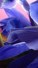 Baixar a imagem 720x1280 para celular Plantas,Flores grátis.