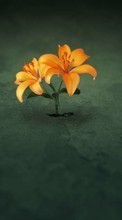 Baixar a imagem 1080x1920 para celular Plantas,Flores grátis.