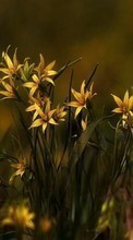 Plantas,Flores para HTC Sensation