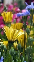 Plantas,Flores para HTC Desire 610