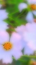 Baixar a imagem 800x480 para celular Plantas,Flores grátis.