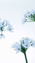 Plantas,Flores para Huawei Honor 4c