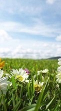 Flores,Plantas para OnePlus 8 Pro