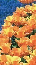 Flores,Plantas para Sony Xperia Z5 Premium