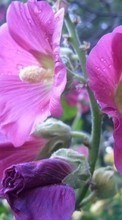 Baixar a imagem 320x240 para celular Plantas,Flores grátis.