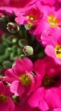 Baixar a imagem 1024x600 para celular Plantas,Flores grátis.