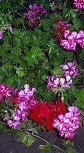 Baixar a imagem 1024x600 para celular Plantas,Flores grátis.