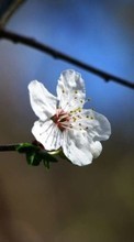 Plantas,Flores para Apple iPhone 4S
