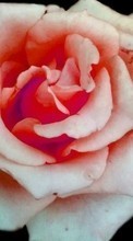 Baixar a imagem 720x1280 para celular Plantas,Flores,Rosas grátis.