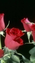 Baixar a imagem 1080x1920 para celular Plantas,Flores,Rosas grátis.