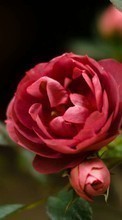 Baixar a imagem 540x960 para celular Plantas,Flores,Rosas grátis.
