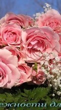 Baixar a imagem 720x1280 para celular Férias,Plantas,Flores,Rosas grátis.