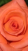 Baixar a imagem 1280x800 para celular Plantas,Flores,Rosas grátis.