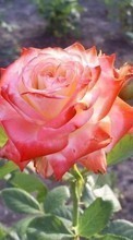 Baixar a imagem 480x800 para celular Plantas,Flores,Rosas grátis.