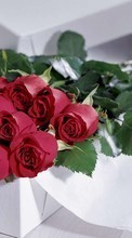 Plantas,Flores,Rosas para Sony Ericsson C510