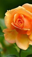 Plantas,Flores,Rosas para HTC Desire