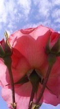 Baixar a imagem 1024x768 para celular Plantas,Flores,Rosas grátis.