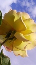 Baixar a imagem 128x160 para celular Plantas,Flores,Rosas grátis.