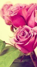 Plantas,Flores,Rosas para Samsung Galaxy On5