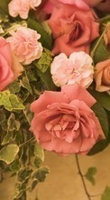 Plantas,Flores,Rosas para Samsung Galaxy A51
