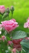 Baixar a imagem para celular Rosas,Plantas,Flores grátis.