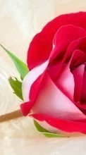 Plantas,Flores,Rosas para Samsung Galaxy Xcover 3