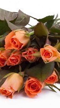 Plantas,Flores,Rosas para HTC Desire 626G+