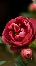 Flores,Plantas,Rosas para LG P500 Optimus One