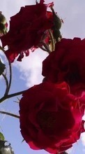 Baixar a imagem para celular Plantas,Flores,Rosas grátis.