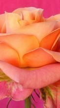 Flores,Plantas,Rosas para Samsung Galaxy S3 mini