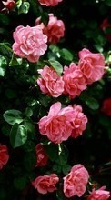Baixar a imagem para celular Flores,Plantas,Rosas grátis.
