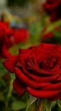 Flores,Plantas,Rosas para Nokia Lumia 630 