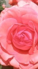 Baixar a imagem para celular Plantas,Flores,Rosas grátis.