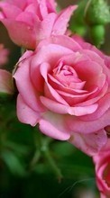 Flores,Plantas,Rosas para Apple iPhone 12
