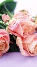 Flores,Plantas,Rosas para Sony Xperia ZR