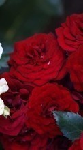 Baixar a imagem 240x400 para celular Plantas,Flores,Rosas grátis.