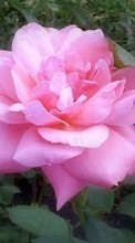 Baixar a imagem 320x240 para celular Plantas,Flores,Rosas grátis.