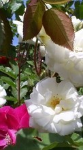 Baixar a imagem 240x320 para celular Plantas,Flores,Rosas grátis.