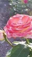 Plantas,Flores,Rosas para Sony Ericsson Vivaz