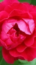 Baixar a imagem 1024x600 para celular Plantas,Flores,Rosas grátis.
