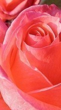 Baixar a imagem 1024x600 para celular Plantas,Flores,Rosas grátis.