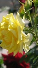 Baixar a imagem 320x480 para celular Plantas,Flores,Rosas grátis.